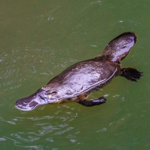 A platypus swimming in green tinged water