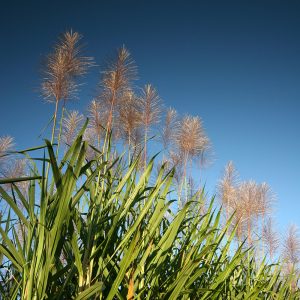 A close up view of sugar cane growing in a field against a blue sky