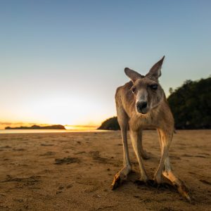 A close up of a wallaby on a beach at sunrise