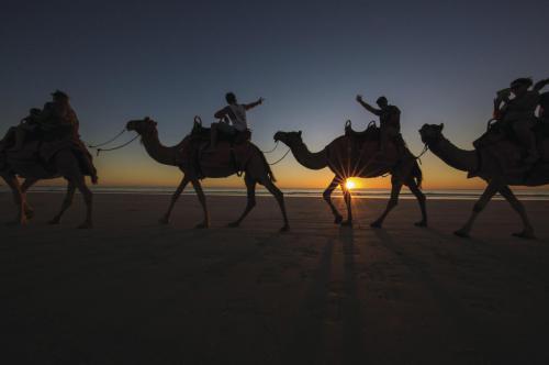 Camels at sunset, Cable Beach